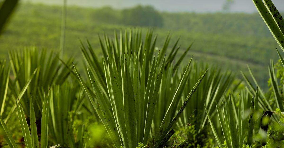 Sisal em Queimadas - BA: produção e panorama — Inova Agro