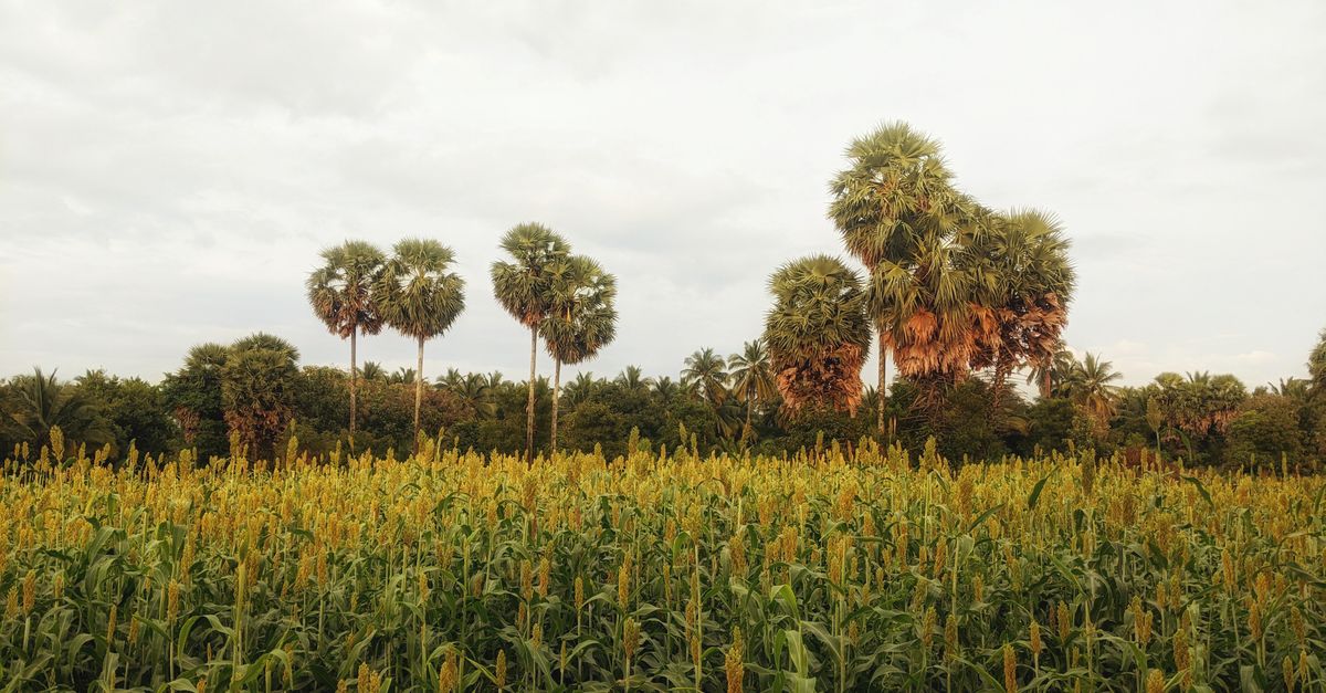 Como calcular o custo de produção do sorgo — Inova Agro