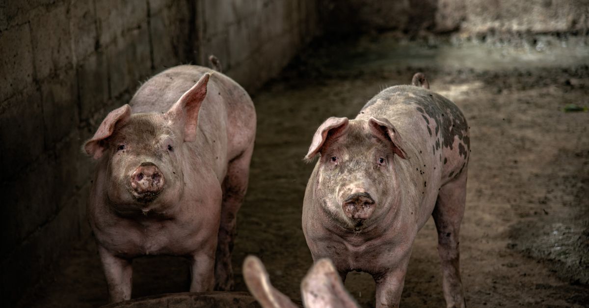 Como calcular o custo por quilo produzido do suíno — Inova Agro