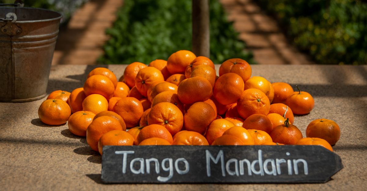 Tangerina em Cosmorama - SP: produção e panorama — Inova Agro