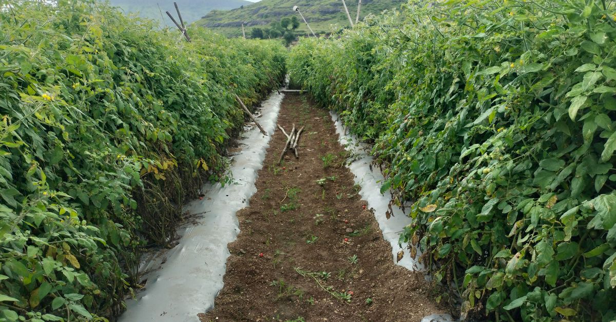 Tomate em Barro - CE: produção e panorama — Inova Agro