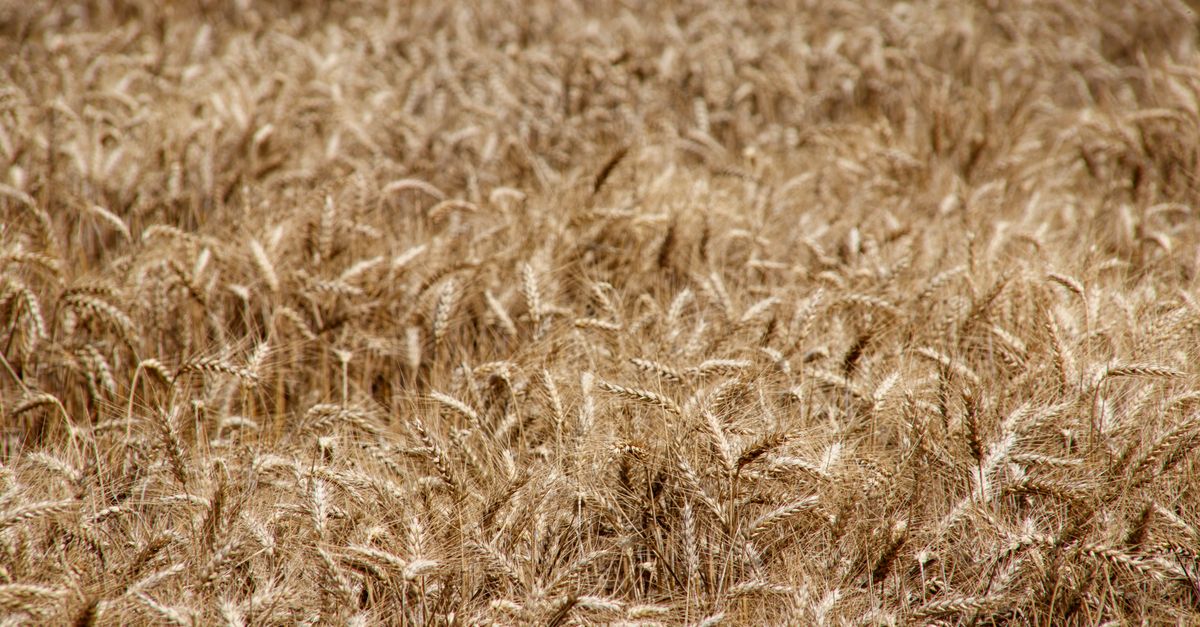 Como calcular o custo de produção do trigo — Inova Agro